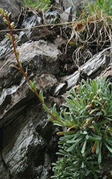 Zungen-Steinbrech Steingartenpflanzen 