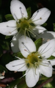 Zweiblütiges Sandkraut Steingartenpflanzen 