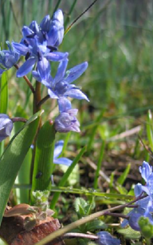 Zweiblättriges Blausternchen - Brutzwiebeln sofort wieder in den Boden setzen Mauerbepflanzung 
