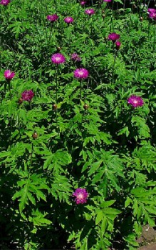 Zweifarbige Flockenblume - Blütenstängel tragen teils nur einen einzigen Blütenkopf Gartenstauden