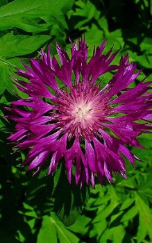 Zweifarbige Flockenblume - Blütenstängel tragen teils nur einen einzigen Blütenkopf Gartenstauden