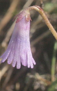 Zwerg-Alpenglöckchen Steingartenpflanzen 