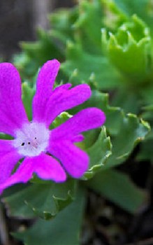 Zwerg-Primel Steingartenpflanzen 