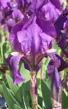 Zwerg Schwertlilie Steingartenpflanzen 