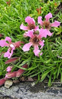 Zwerg-Seifenkraut Steingartenpflanzen 