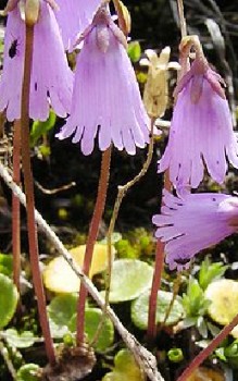 Zwerg-Soldanelle oder Kleines Alpenglöckchen Steingartenpflanzen 