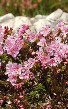 Zwergalpenrose immergrüne Zwergstrauch wird nur 40cm groß Steingartenpflanzen 