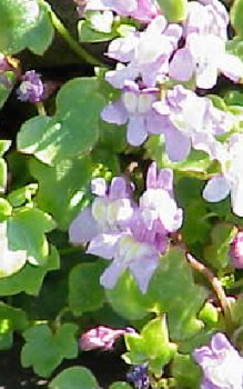 Zymbelkraut Steingartenpflanzen 