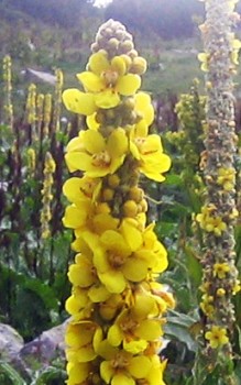 Königskerze Heilpflanzen 