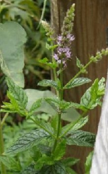 Ähren-oder Grüne Minze Heilpflanzen