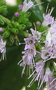 Ähren-oder Grüne Minze Heilpflanzen 