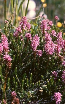 Ährenheide - oder Siebenbürger Heide Halbschatten wird aber auch toleriert Steingartenpflanzen