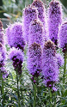 Ährige Prachtscharte - Wurzelknollen sind auch bei Wühlmäusen sehr begehrt Steingartenpflanzen 