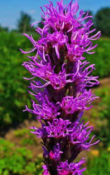 Ährige Prachtscharte - Wurzelknollen sind auch bei Wühlmäusen sehr begehrt Steingartenpflanzen 