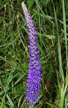 Ähriger Ehrenpreis - bildet kriechende Ausläufer und eignet sich als Bodendecker Gartenstauden