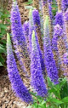 Ähriger Ehrenpreis - bildet kriechende Ausläufer und eignet sich als Bodendecker Gartenstauden 