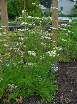Kümmel Kräutergarten Pflanzen 