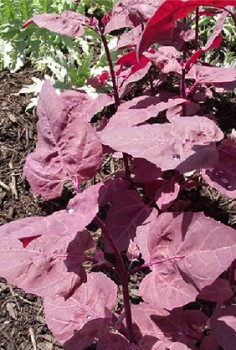 Gartenmelde Kräutergarten Pflanzen 