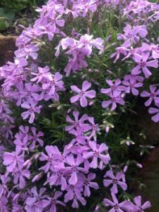 Stein Nelke - klein bleibende Art eignet sich zur Randbepflanzung von Rabatten Steingartenpflanzen 