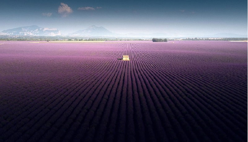 Echter Lavendel und weitere Arten Steingartenpflanzen