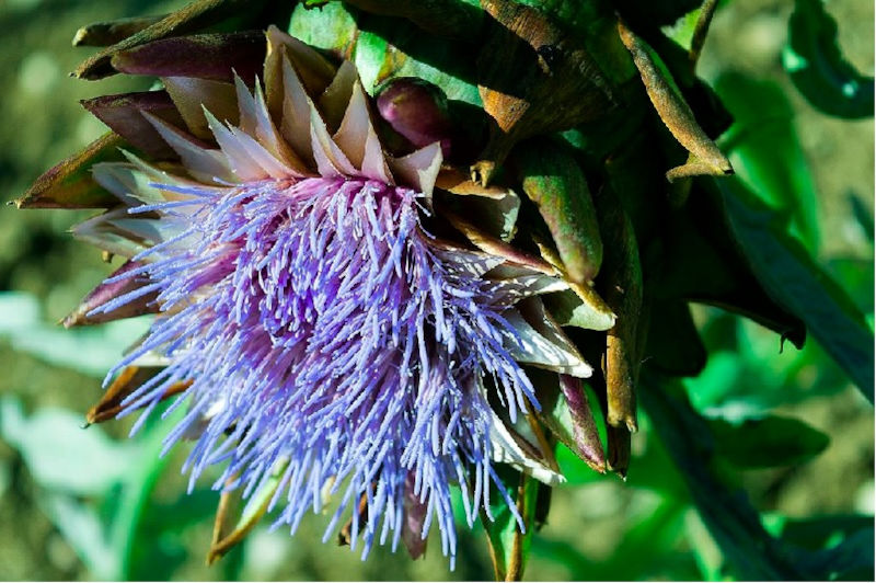 Blumen zum Trocknen: Eigenschaften, Beispiele Wissenswertes