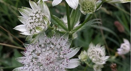Große Sterndolde, Astrantia major, Unterart: involucrata