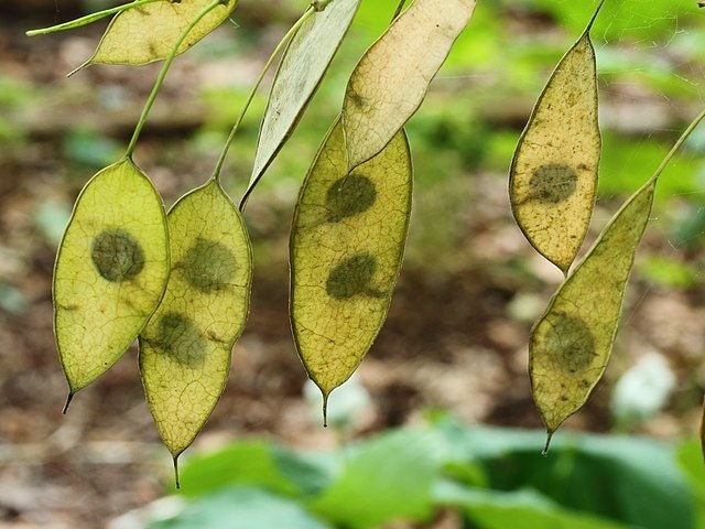 Blumen zum Trocknen: Eigenschaften, Beispiele Wissenswertes
