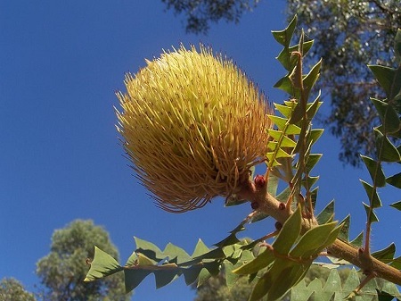 Banksia – Königin der Proteaceae Exoten