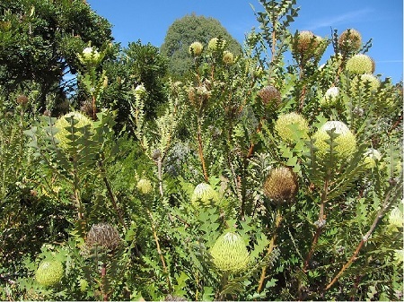 Banksia – Königin der Proteaceae Exoten