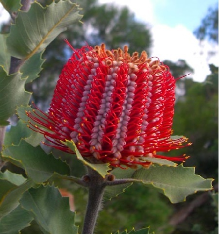Banksia – Königin der Proteaceae Exoten