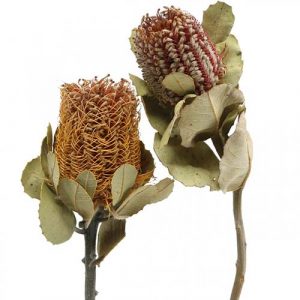 Banksia – Königin der Proteaceae Exoten 