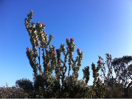 Banksia – Königin der Proteaceae Exoten