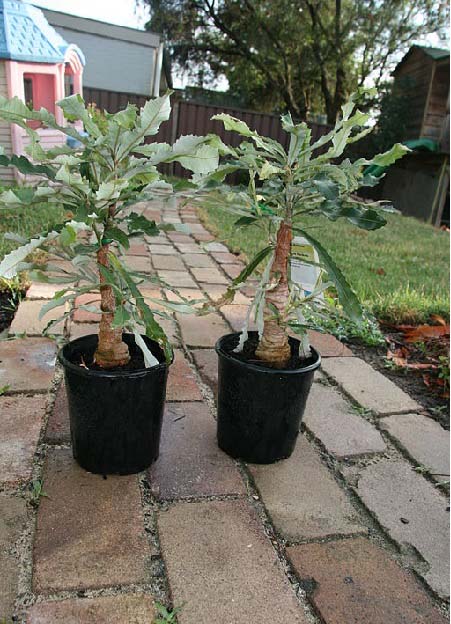 Banksia – Königin der Proteaceae Exoten