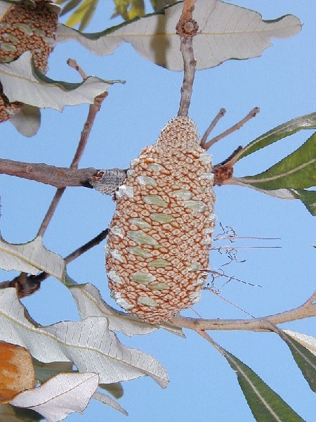 Banksia – Königin der Proteaceae Exoten