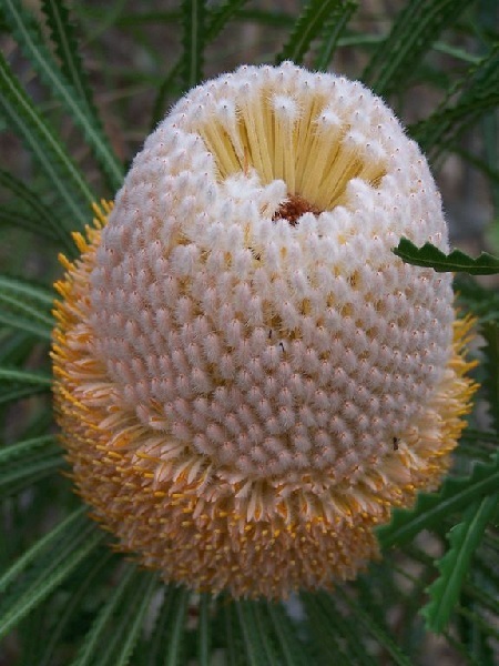 Banksia – Königin der Proteaceae Exoten