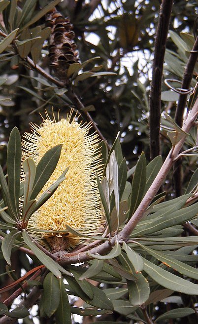 Banksia – Königin der Proteaceae Exoten