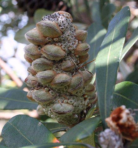 Banksia – Königin der Proteaceae Exoten