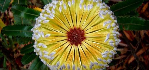 Banksia serrata: Blick in die Blüte