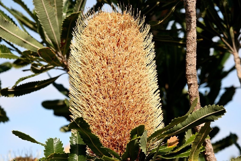 Banksia – Königin der Proteaceae Exoten