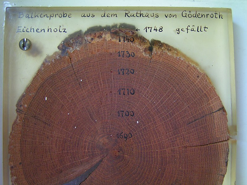 Jahresringe – das Logbuch der Bäume Wissenswertes