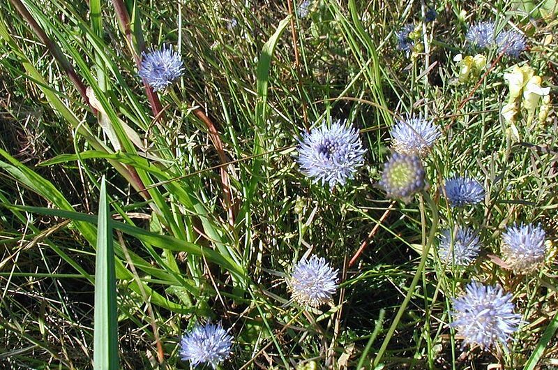 Pflanzen für Sandbeet: ein- und zweijährig