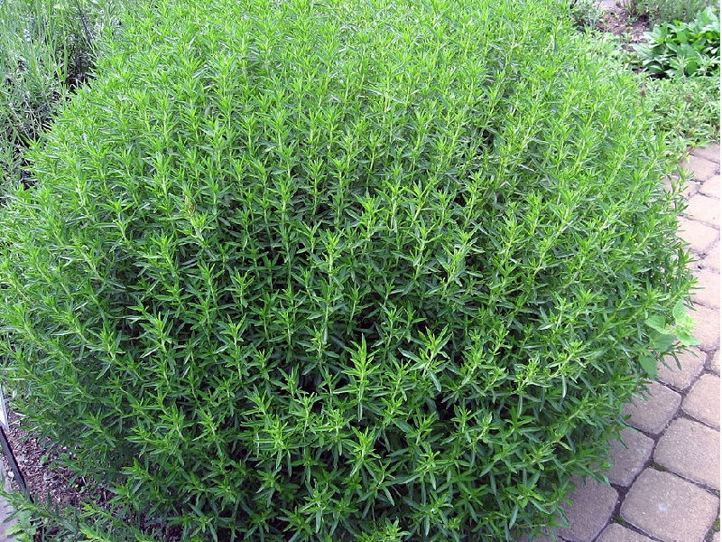 Kräutergarten auf dem Balkon
