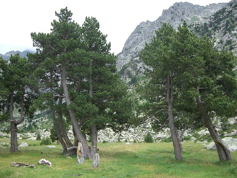 Bergkiefer: Unterarten und Kultursorten Nadelbäume