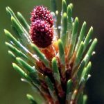 Bergkiefer: Unterarten und Kultursorten Nadelbäume