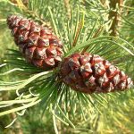 Bergkiefer: Unterarten und Kultursorten Nadelbäume