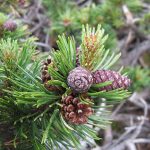 Bergkiefer: Unterarten und Kultursorten Nadelbäume