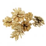 Bergkiefer: Unterarten und Kultursorten Nadelbäume 