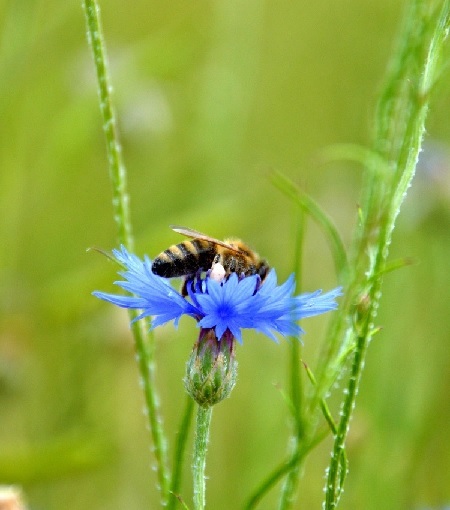 Bienenfreundliche Balkonpflanzen