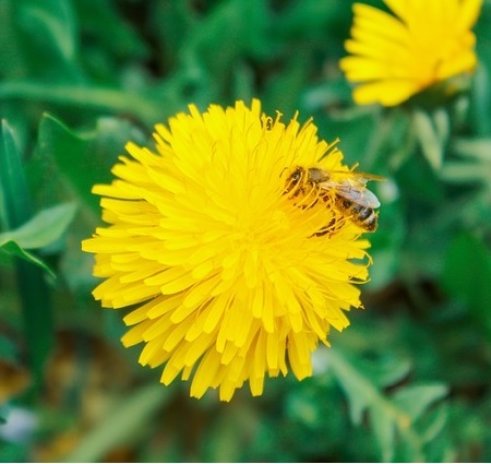 Bienenfreundliche Balkonpflanzen