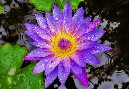 Lotusblume – Nelumbo Exoten